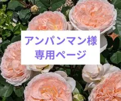 アンパンマン様専用ページ