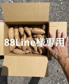 88Line様専用　種子島産　安納芋　こがね　2Sサイズ　5kg