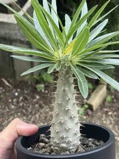 パキポディウム　アンボンゲンセ　良型　鉢ごとメルカリ便③ パキポディウム アンボンゲンセ 伝市鉢 | GREEN LUCK