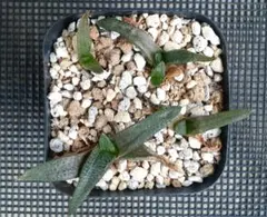 ハオルチア コエルマニオルム ハオルチオプシス 多肉植物 - メルカリ
