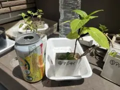 リュウジ様 リクエスト 2点 まとめ商品