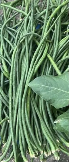 茨城県産採れたて　豇豆　三尺ささげ　約10kg 茨城県産採れたて 豇豆 三尺ささげ 約10kg - メルカリ