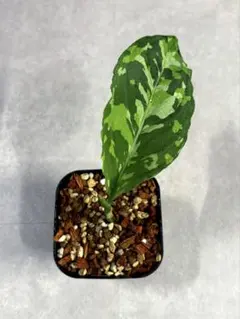 アグラオネマ ピクタム トリカラー　細葉　個人輸入株　Aglaonema アグラオネマ ピクタム トリカラー 個人輸入株 細葉 Aglaonema - メルカリ