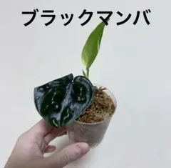 2025年最新】Scindapsusの人気アイテム - メルカリ