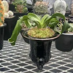 獅子系 万年青 覆輪獅子 獅子万年青 古株大株 陶器蘭鉢 斑入り