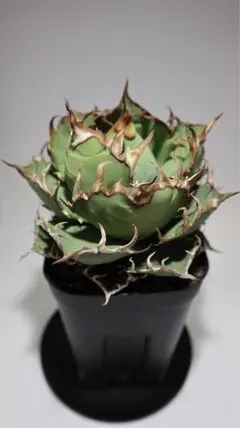 男前インテリア　植物棚　棚　収納　国産桧　ディスプレ　アガベ　塊根植物 907 男前インテリア 植物棚 棚 収納 国産桧 ディスプレ アガベ 塊根