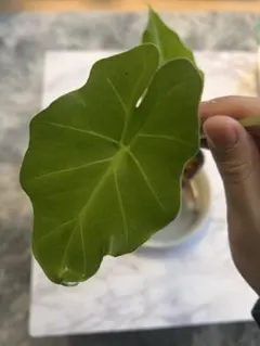 2025年最新】アロカシア ポルトドラの人気アイテム - メルカリ