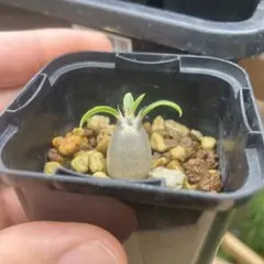 パキポディウム　レアリー 実生　多肉植物　グラキリス　サボテンのサムネイル