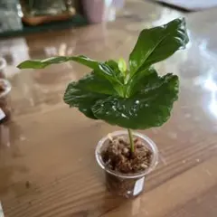 にゃん太郎様 リクエスト 2点 まとめ商品