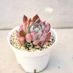 多肉植物 抜き苗 No.1238 おらいさん苗　赤鬼　群生　ミックスベリア