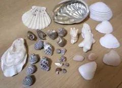 貝殻　セット　43
