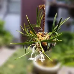 風蘭 白花 紀州産 山野草 吊り下げ⑥ 匿名発送 最短でお届け - メルカリ