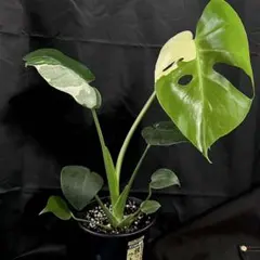 モンステラ デリシオーサ 斑入り トリカラー三色斑入り　実生の変異株　9号鉢植え モンステラ デリシオーサ 斑入り トリカラー三色斑入り 実生の変異株 9