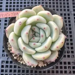 2026年最新】ラウリンゼ ざわわの人気アイテム - メルカリ