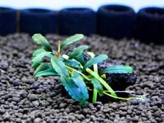 ブセファランドラ『ナルシス』【完全水中葉＆無農薬栽培】溶岩石活着株