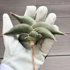 ｟幅12cm｠サンスベリア ロリダ　肉厚　発根済み 抜き苗 希少 斑入りのサムネイル