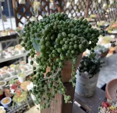 多肉植物　グリーンネックレスのカット苗