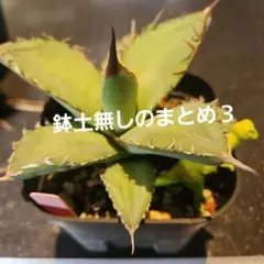 アラさん様 リクエスト 3点 まとめ商品