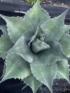 2025年最新】オバティフォリア フロスティブルーの人気アイテム - メルカリ