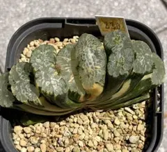 Top【選抜株】多肉植物　13202ハオルチア マダムバタフライ　10個　鉢無し Top【選抜株】多肉植物 13202ハオルチア マダムバタフライ 10個 鉢無し