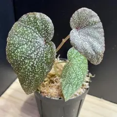 Begonia integrifolia ベゴニア インテグリフォリア 熱帯植物のサムネイル