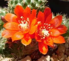 紅梅 超人気 花サボテン メディオロビビア カキコ - メルカリ