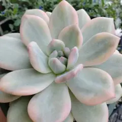 アリエル錦 Echeveria Ariel - メルカリ