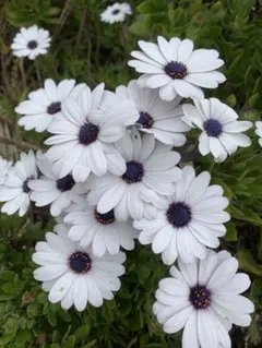 りん様 リクエスト 2点 まとめ商品