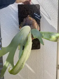 P1106 チワワニシキ 18株 抜き苗 多肉植物 アエオニウム エケベリア