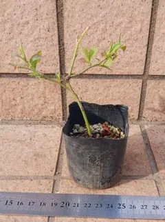 ガイ様 リクエスト 2点 まとめ商品