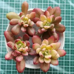 なっちゃん様 リクエスト 2点 まとめ商品