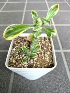 モナデニウム　トーレイ Yahoo!オークション - σ ユーフォルビア (モナデニウム