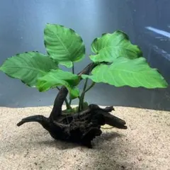 くうちゃん様 リクエスト 3点 まとめ商品　水草