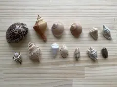 貝殻 13個セット⚫︎ タカラガイ他⚫︎工作材料にも