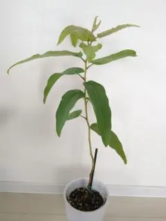 mayumi様 リクエスト 2点 まとめ商品