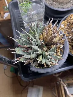 珍品　Quesnelia alvimii ケスネリア　アルビミー　子株　発根済み 珍品 Quesnelia alvimii ケスネリア アルビミー 子株 発根済み - メルカリ