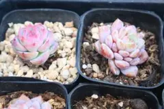 な*お様 エケベリア2品種セット「スターオレンジ&シルエット」