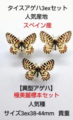 チトヌストリバネアゲハ♀ミソール亜種標本☆ミソール島産☆ 超大型