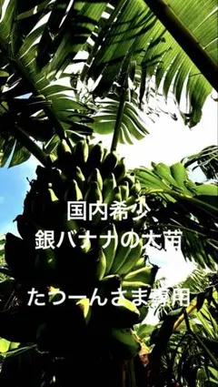 セール160㎝巨苗◆いにしえの高糖度野生種。ワイルドシュガー。バナナ苗◆耐寒低木 特価70㎝◇いにしえの高糖度野生種。ワイルドシュガー。バナナ苗◇低木