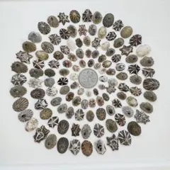 貝殻 カサガイ　小　ミニ　0.7-1.7cm 約120個　ユキノカサガイ