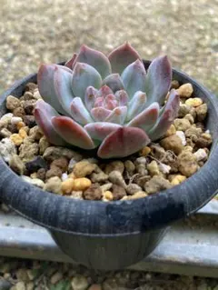 み*ん様 コロラータタパルパ　臼田リンゼアナ　ぼのぼのさん　土付き発送　多肉　ぼ ぼのぼのさん苗 コロラータタパルパ×臼田リンゼアナ