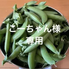 こーちゃん様専用 スナップエンドウ　500g 只今増量中　農薬不使用　明日収穫