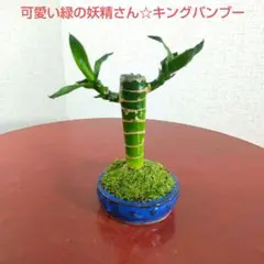 2026年最新】盆栽 竹の人気アイテム - メルカリ