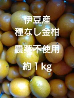 農薬不使用伊豆産種なし金柑約１kg