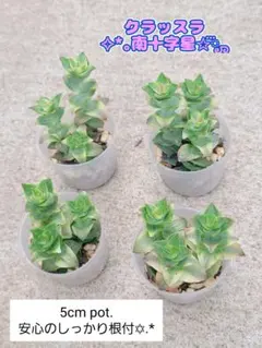 °・*:... ✡ 크라술라 서던 크로스 ✩ [5cm.냄비 배송!]4개 재고 있음