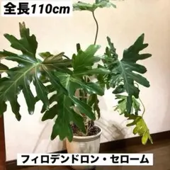 91フィロデンドロンイルセマニー 極美斑入り 中株 - メルカリ