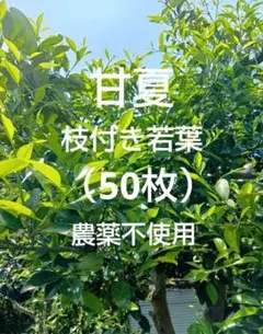 無農薬 柚子の葉 - メルカリ