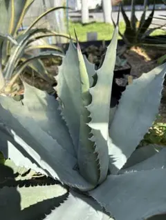 2025年最新】テマカプリネンシスの人気アイテム - メルカリ