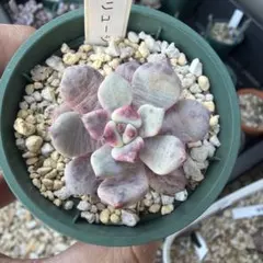 多肉植物　デボリューション　エケベリア　美苗　抜き苗　葉挿し苗　レア