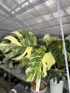 2026年最新】モンステラクリームブリュレの人気アイテム - メルカリ